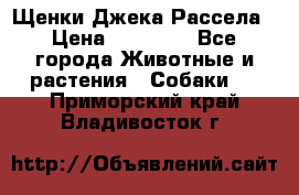 Щенки Джека Рассела › Цена ­ 10 000 - Все города Животные и растения » Собаки   . Приморский край,Владивосток г.